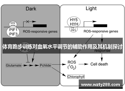 体育跑步训练对血氧水平调节的辅助作用及其机制探讨